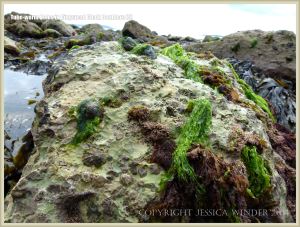 Chalk seashore boulder with seaweeds, seashore creatures and tube-worm holes.