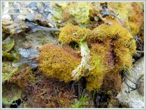 Believed to be a less frequently found small golden finely branched form of Irish Moss seaweed