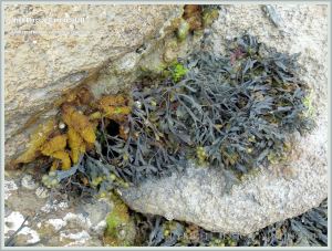 Believed to be a less frequently found small golden finely branched form of Irish Moss seaweed