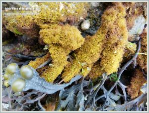 Believed to be a less frequently found small golden finely branched form of Irish Moss seaweed