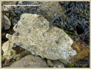 Boulder on the beach with tube-worm holes
