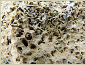 Close-up of tube-worm holes in a chalk boulder