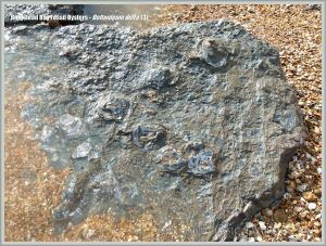 Low-shore rock outcrop with fossil oysters in situ at Ringstead Bay on the Jurassic Coast