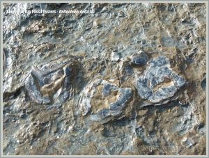 Low-shore rock outcrop with fossil oysters in situ at Ringstead Bay on the Jurassic Coast