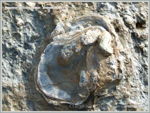 Low-shore rock outcrop with fossil oysters in situ at Ringstead Bay on the Jurassic Coast