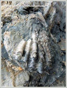 Jurassic fossil bivalve shell embedded in rock on the beach