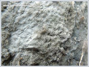 Fossil coral in the Ringstead Coral Bed of the Jurassic Corallian Formation