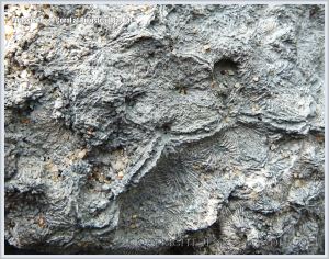Fossil coral in the Ringstead Coral Bed of the Jurassic Corallian Formation