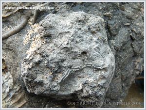 Fossil coral in the Ringstead Coral Bed of the Jurassic Corallian Formation