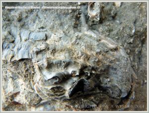 Jurassic fossil bivalve shell embedded in rock on the beach