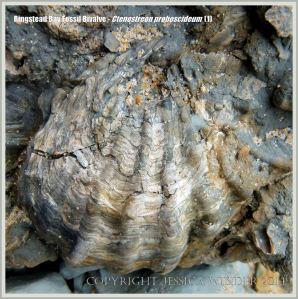 Jurassic fossil bivalve shell embedded in rock on the beach