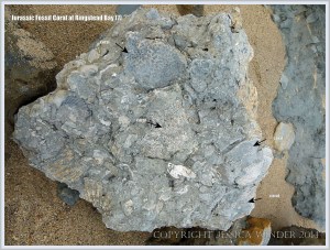 Fossil coral in the Ringstead Coral Bed of the Jurassic Corallian Formation