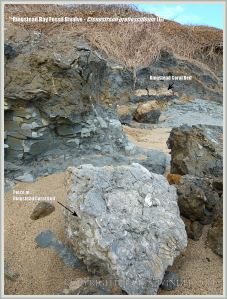 Boulder with fossils derived from the Ringstead Coral Bed