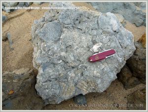 Jurassic fossil bivalve shells embedded in rock on the beach