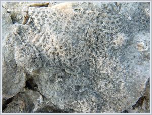 Fossil coral in the Ringstead Coral Bed of the Jurassic Corallian Formation