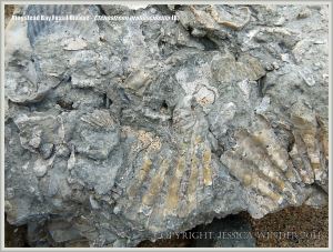 Jurassic fossil bivalve shells embedded in rock on the beach
