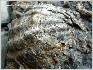 Jurassic fossil bivalve shell embedded in rock on the beach