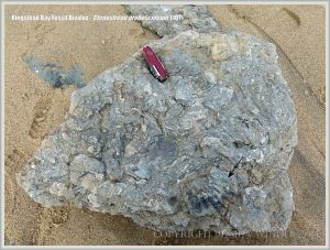Jurassic fossil bivalve shells embedded in rock on the beach