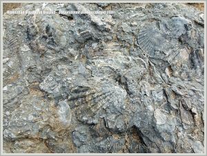 Jurassic fossil bivalve shells embedded in rock on the beach