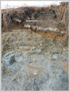 Vertical section through Jurassic strata showing Ringstead Coral Bed