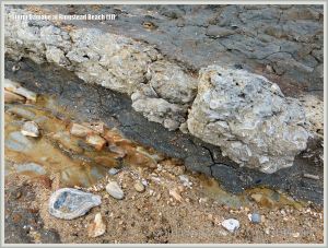 Ringstead Coral Bed etched by storm waves in the cliff edge at Ringstead Bay
