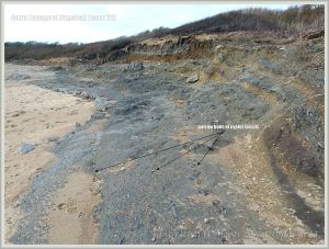 Three lines of fossil oyster shell beds in clay at Ringstead Bay