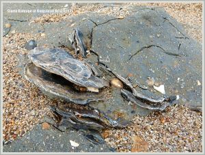 Close-up of Jurassic fossil oyster shells in clay at Ringstead Bay
