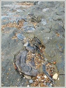 Fossil oyster shells in clay at Ringstead Bay