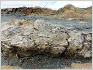 Exposure of Ringstead Coral Bed etched by storm waves in the cliff edge at Ringstead Bay