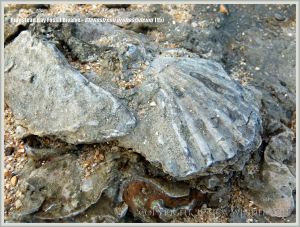 Jurassic fossil bivalve shells embedded in rock on the beach