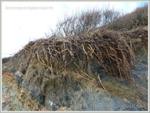 Storm damage to cliff edge at Ringstead Bay