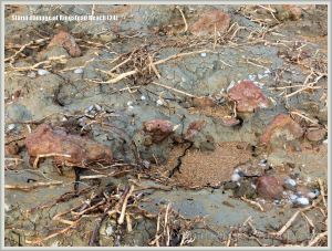 Ferruginous lumps of Sandsfoot Grit in clay at Ringstead Bay