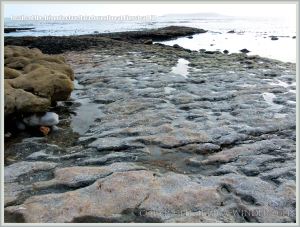 Jurassic fossil seashells embedded in rock pavement at Ringstead Bay