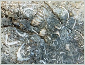Jurassic fossil seashells embedded in rock pavement at Ringstead Bay