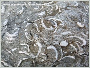 Jurassic fossil seashells embedded in rock pavement at Ringstead Bay