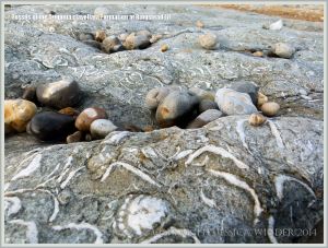 Jurassic fossil seashells embedded in rock pavement at Ringstead Bay
