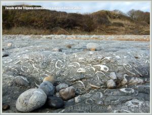 Jurassic fossil seashells embedded in rock pavement at Ringstead Bay