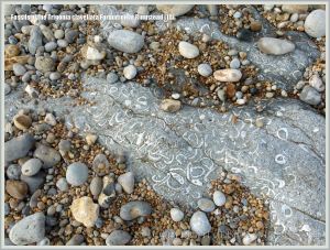 Jurassic fossil seashells embedded in rock pavement at Ringstead Bay