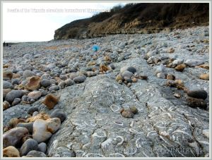 Jurassic fossil seashells embedded in rock pavement at Ringstead Bay