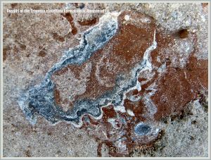 Jurassic fossil seashells embedded in rock pavement at Ringstead Bay