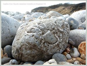 Jurassic fossil seashells embedded in a beach stone at Ringstead Bay