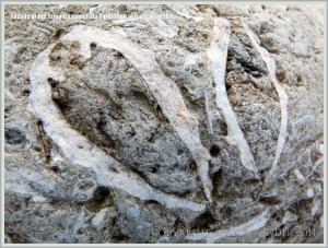 Jurassic fossil seashells embedded in a beach stone at Ringstead Bay