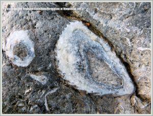 Jurassic fossil seashells embedded in rock pavement at Ringstead Bay