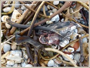 Carcass of dead bird washed ashore at Ringstead Bay