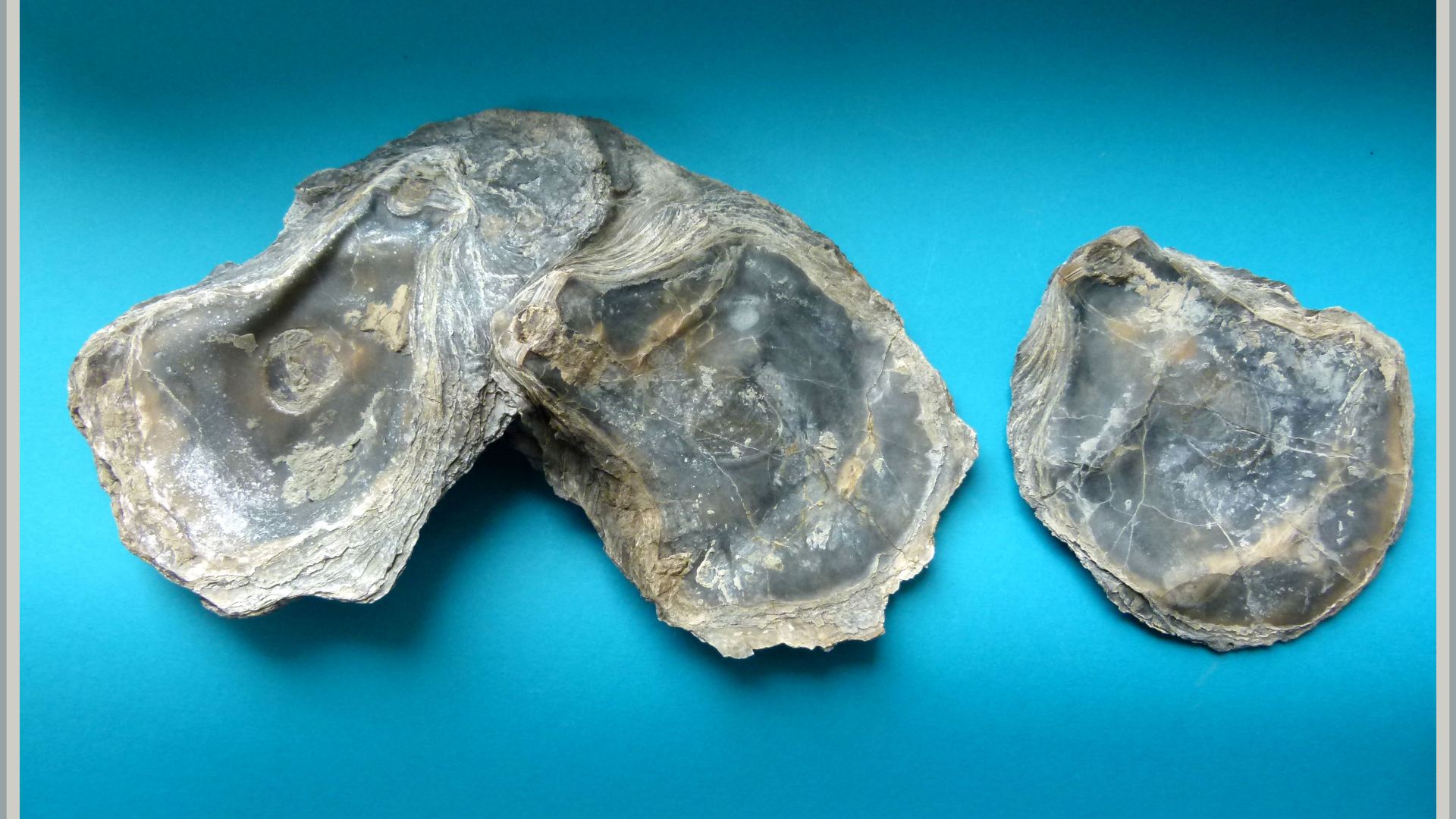 Cluster of attached fossil oysters from Ringstead Bay on the Jurassic Coast