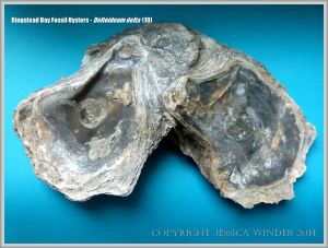 Cluster of attached fossil oysters from Ringstead Bay on the Jurassic Coast