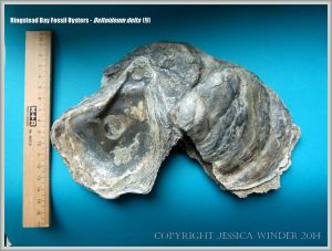Cluster of attached fossil oysters from Ringstead Bay on the Jurassic Coast