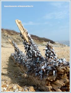Goose or stalked barnacles (Lepas anatifera) on driftwood