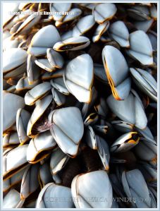 Goose or stalked barnacles (Lepas anatifera) on driftwood