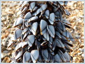 Goose or stalked barnacles (Lepas anatifera) on driftwood